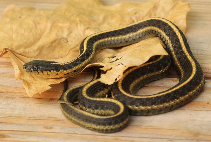 Aquatic Intergrade Garter Snake